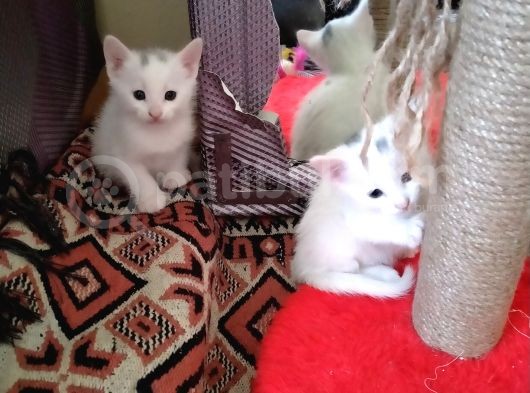 Çok Dadlu Cins Yavru Patiler görsel