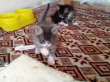 Çok Dadlu Cins Yavru Patiler