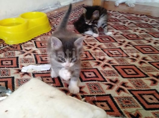 Çok Dadlu Cins Yavru Patiler görsel