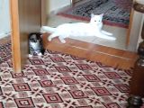 Çok Dadlu Cins Yavru Patiler