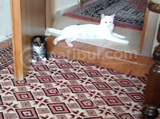 Çok Dadlu Cins Yavru Patiler görsel
