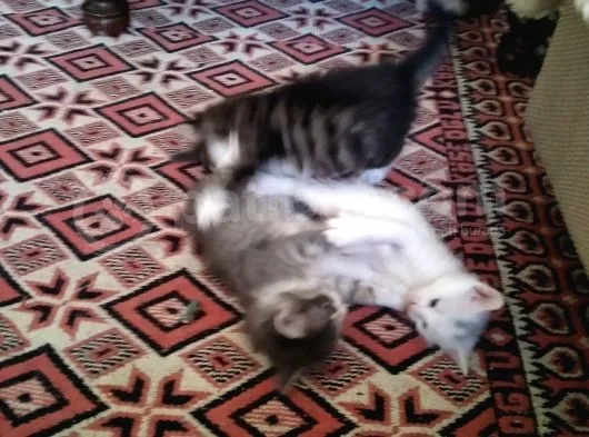 Çok Dadlu Cins Yavru Patiler