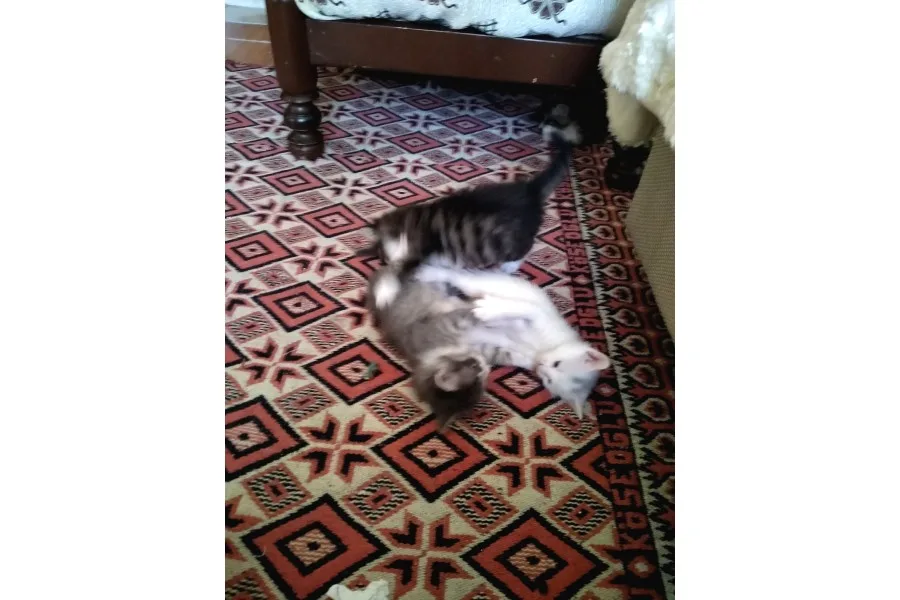 Çok Dadlu Cins Yavru Patiler