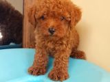 Dünya Tatlısı Poodle Yavruları