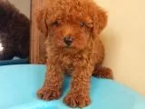 Dünya Tatlısı Poodle Yavruları