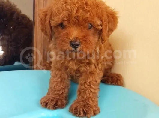 Dünya Tatlısı Poodle Yavruları
