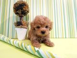 Çok Özel Poodle Yavruları