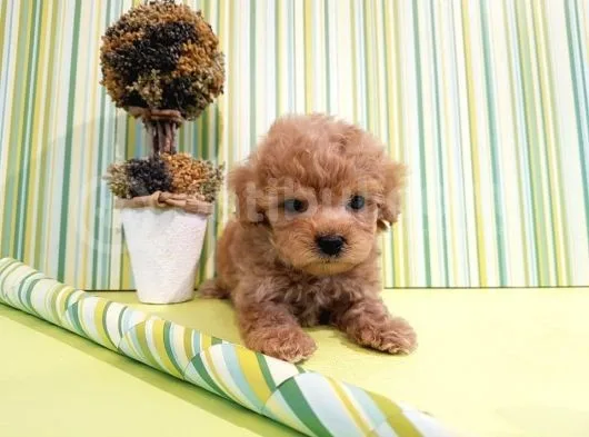 Çok Özel Poodle Yavruları