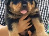 Rottweiler Yavruları