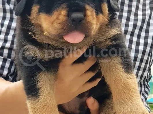 Rottweiler Yavruları