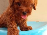 Dünya Tatlısı Poodle Yavruları