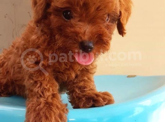Dünya Tatlısı Poodle Yavruları görsel