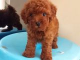 Dünya Tatlısı Poodle Yavruları