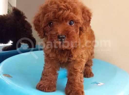 Dünya Tatlısı Poodle Yavruları görsel