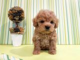 Çok Özel Poodle Yavruları