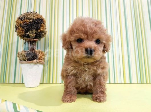 Çok Özel Poodle Yavruları görsel
