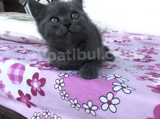 Safkan Dişi Yavru görsel
