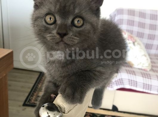 Safkan Dişi Yavru görsel
