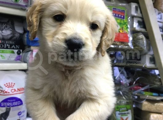 Golden Altın Bunlar görsel