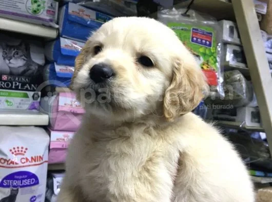 Golden Altın Bunlar