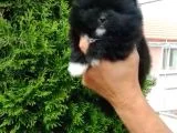 Pomerian Boo