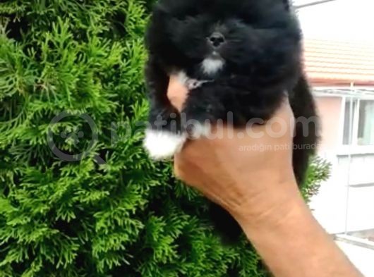 Pomerian Boo görsel