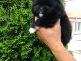 Pomerian Boo
