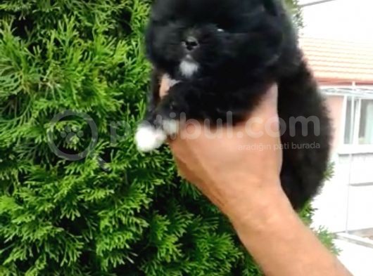 Pomerian Boo görsel