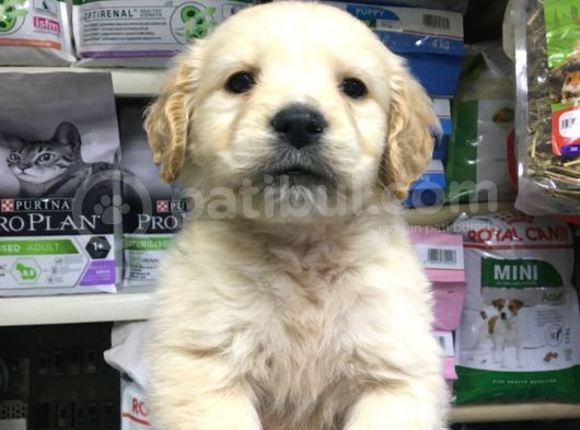 Golden Altın Bunlar görsel