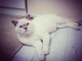 Scottish Straith Sağlık Ve Irk Garantili Bebekler