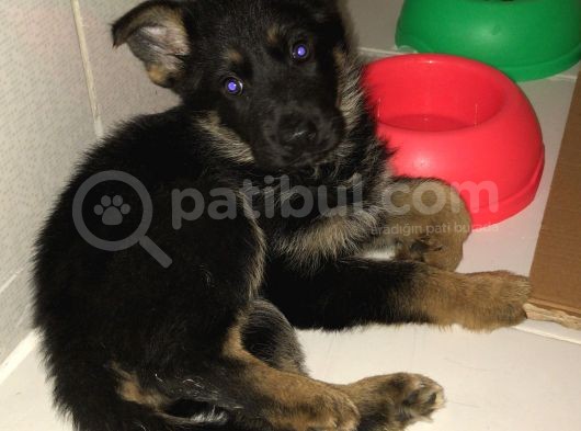 Safkan 2 Aylık Alman Kurdu görsel