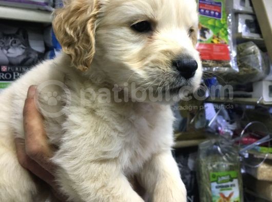 Golden Altın Bunlar görsel