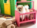 Pomeranian Boo Yavruları