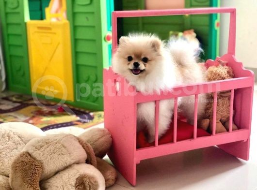 Pomeranian Boo Yavruları görsel