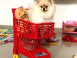 Pomeranian Boo Yavruları