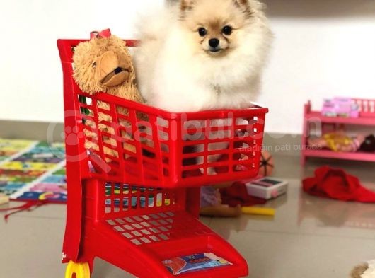 Pomeranian Boo Yavruları görsel