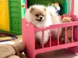 Pomeranian Boo Yavruları