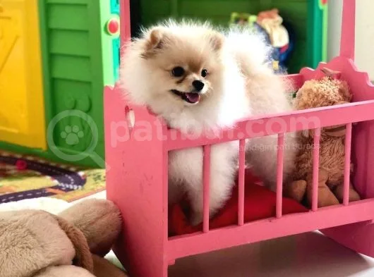 Pomeranian Boo Yavruları