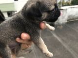 Minyatür Pug Mups