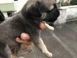 Minyatür Pug Mups