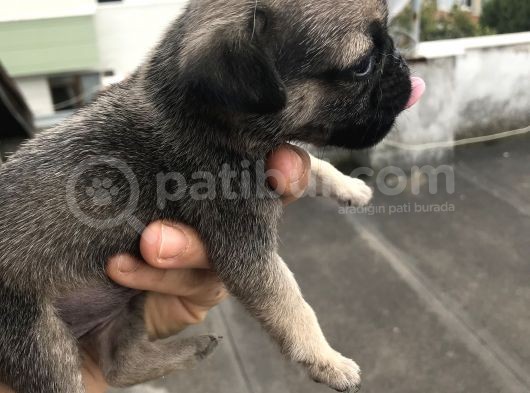 Minyatür Pug Mups görsel