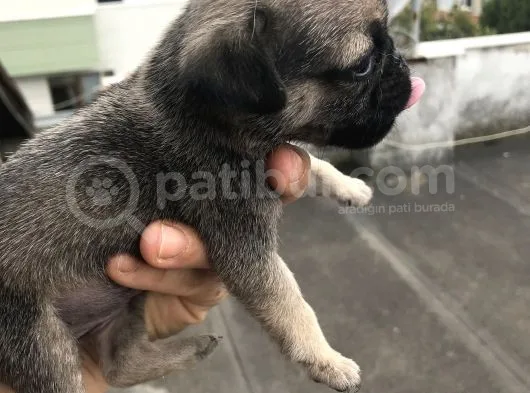 Minyatür Pug Mups
