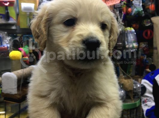 Golden Altın Bunlar görsel