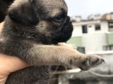 Minyatür Pug Mups