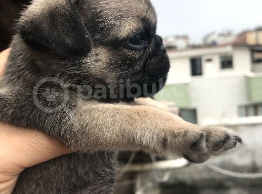 Minyatür Pug Mups görsel