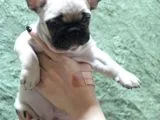 French Bulldog Yavruları