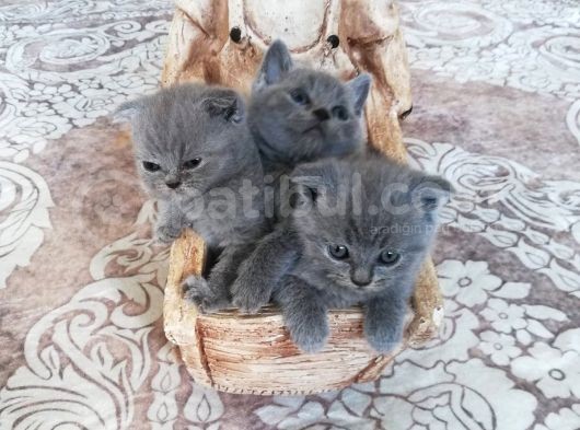 Minik Bebeklerim Rezerveye Açıldı görsel