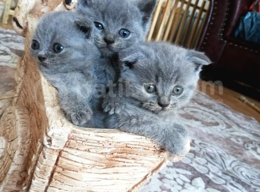 Minik Bebeklerim Rezerveye Açıldı görsel