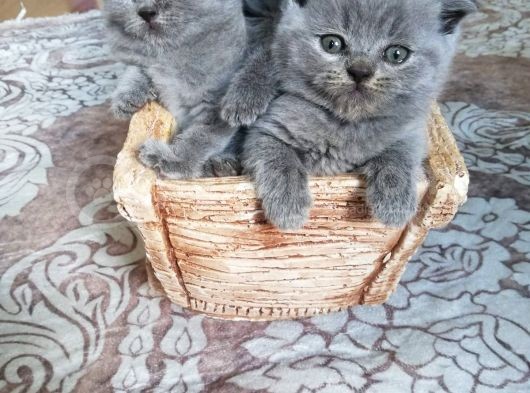 Minik Bebeklerim Rezerveye Açıldı görsel
