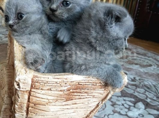 Minik Bebeklerim Rezerveye Açıldı görsel